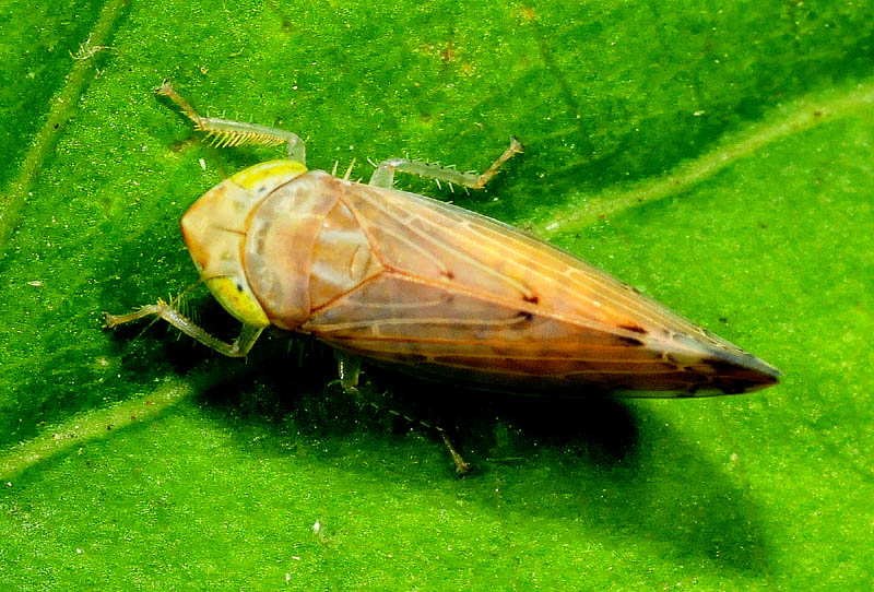 Cicadellidae:   Synophropsis lauri